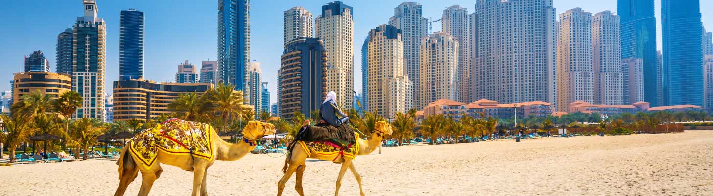 Camels on the beach in Dubai
