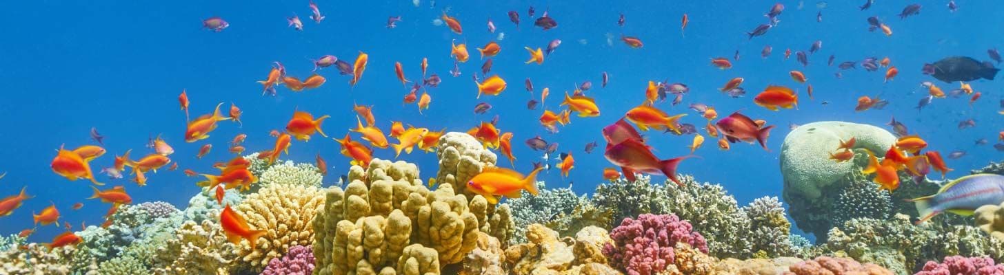 Coral reef & colour fish in Egypt