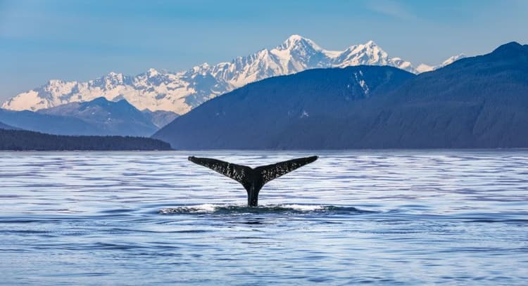 Whale watching in Alaska
